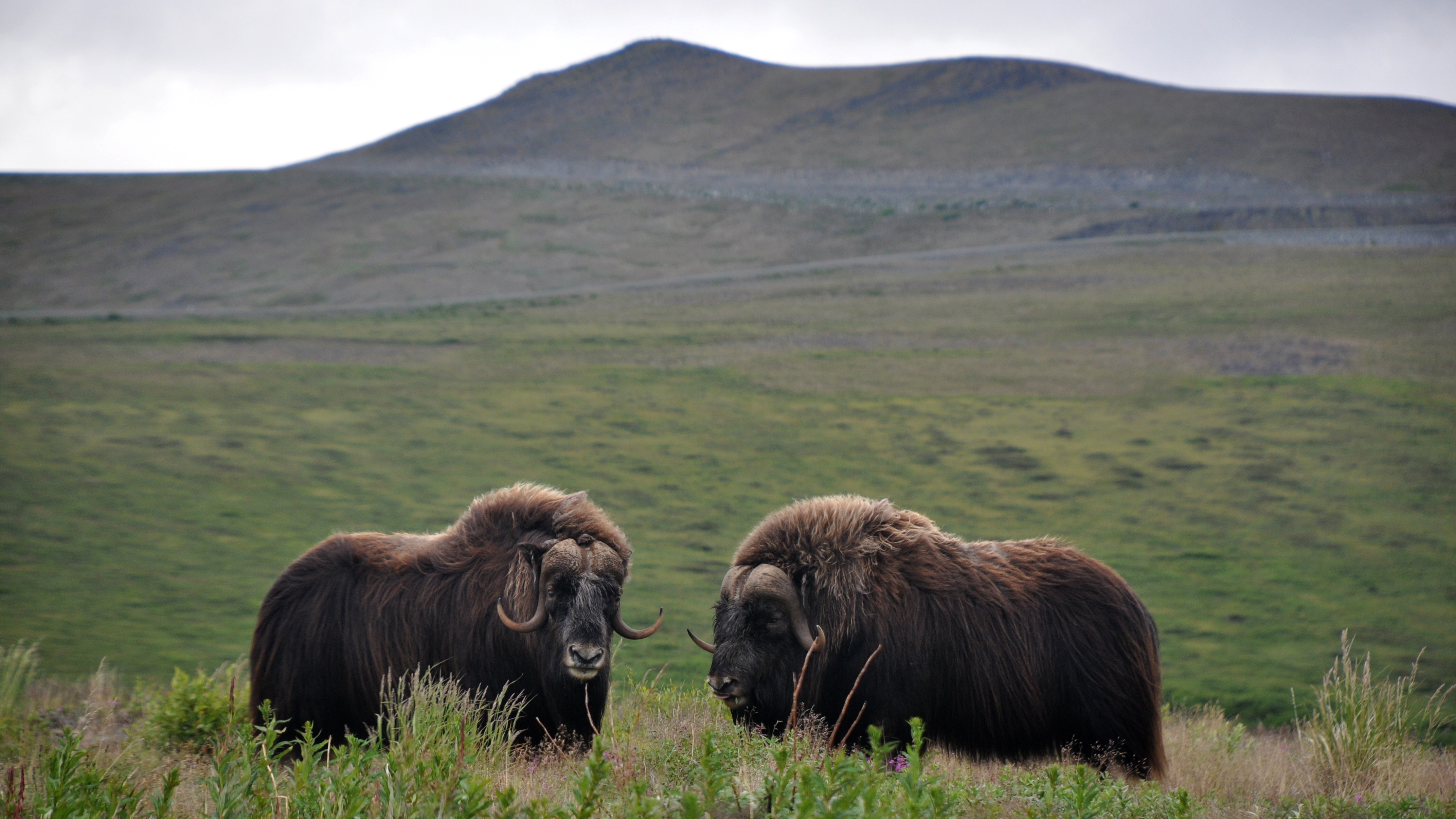 Alaska: The Last Frontier: Frontier Beasts - Discovery UK