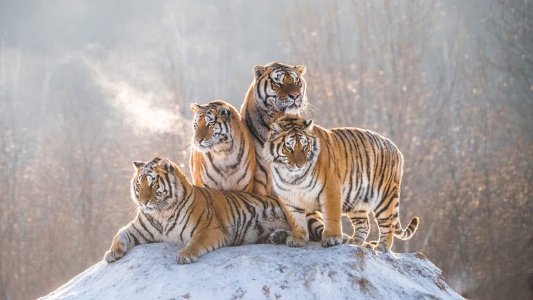 Zoopedia Bengal vs Siberian tiger size.