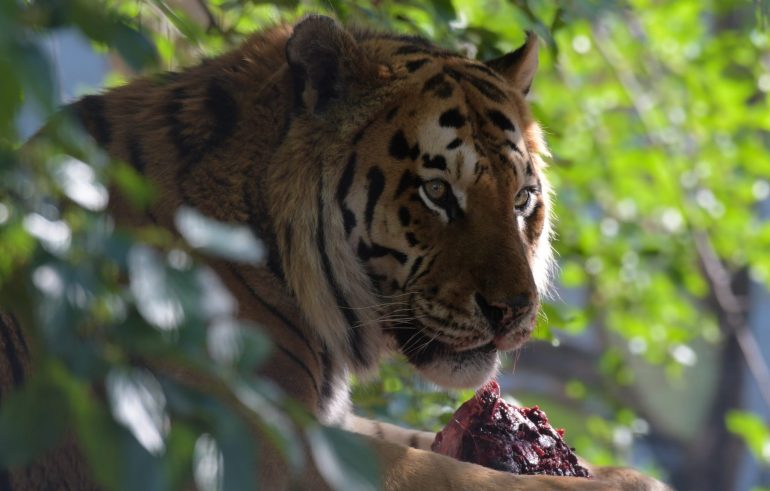 Bengal Tiger Facts, Habitat and Diet - Discovery UK