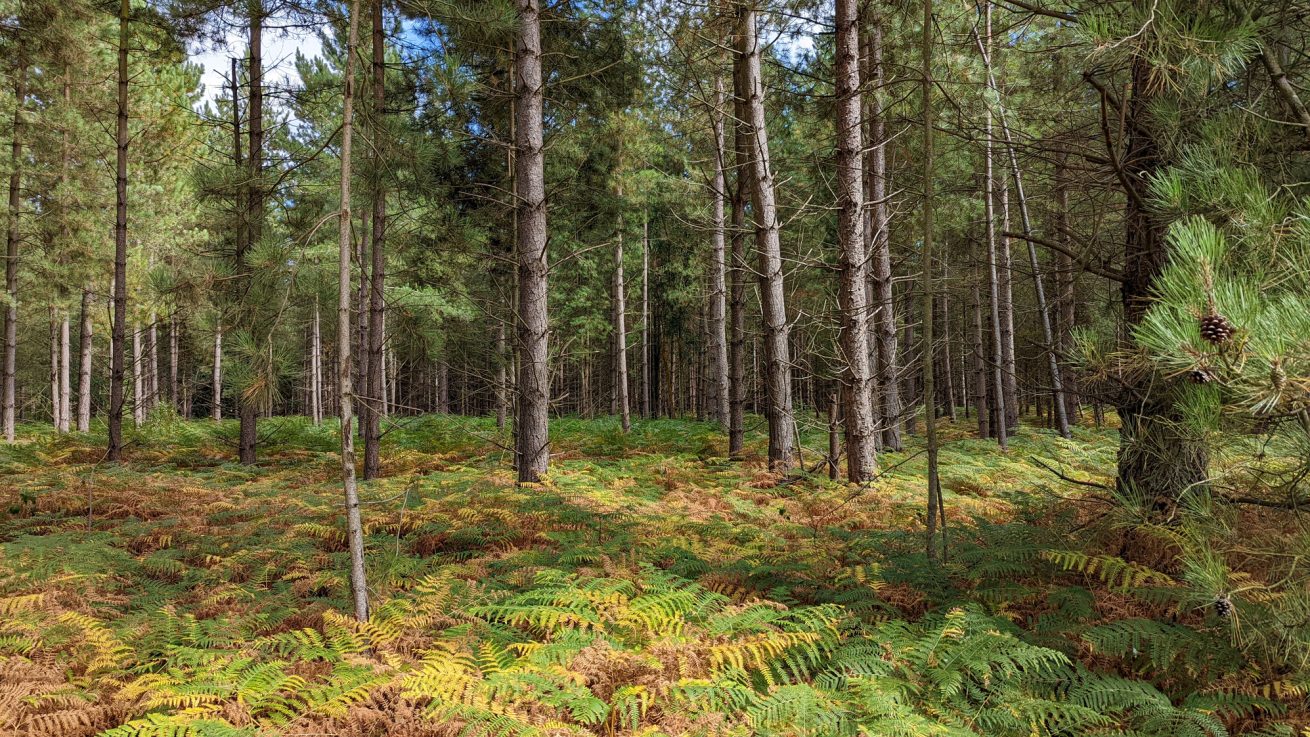 Rendlesham Forest UFO: Britain’s Roswell Incident Explored - Discovery UK